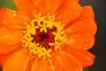 A close up of an orange flower captured with the Sigma 105mm f/2.8 DG DN Macro Art lens