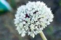 A close up of a white onion flower captured with a Sigma 105mm f/2.8 DG DN Macro Art lens