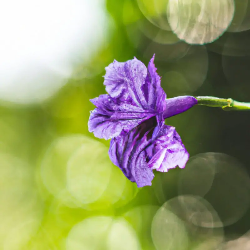 An image featuring a DSLR camera with a macro lens focused on a vibrant flower, blurred greenery in the background, showcasing the bokeh effect achieved through a shallow depth of field with aperture priority mode