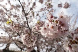 Sony 24mm F2.8 DG DN Art sample image gallery - image 5