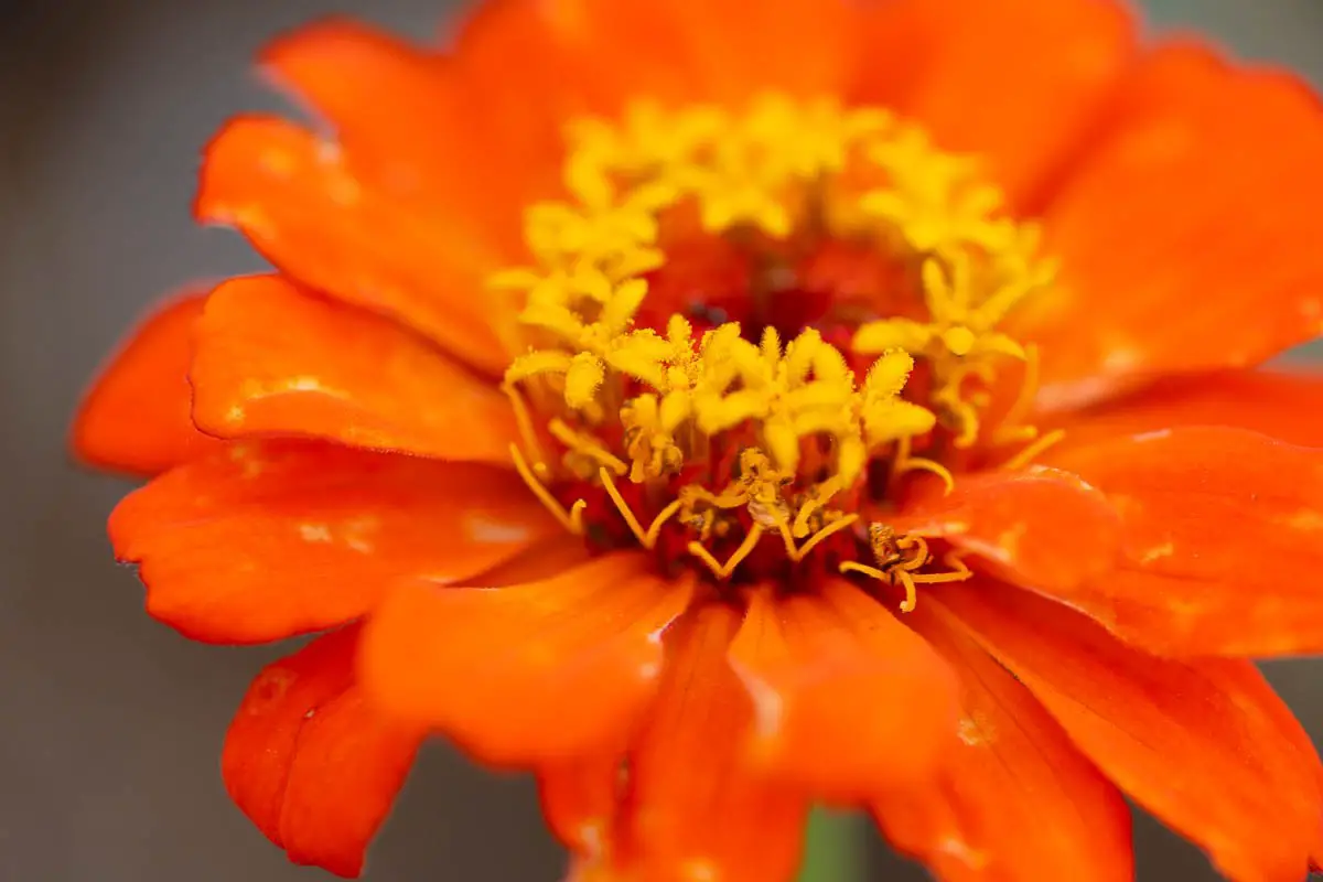 sony 90mm f2.8 macro G OSS sample image of an orange flower 