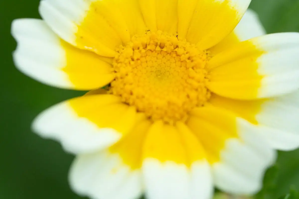 sony 90mm f2.8 macro G OSS sample image of a white and yellow flower close up 2