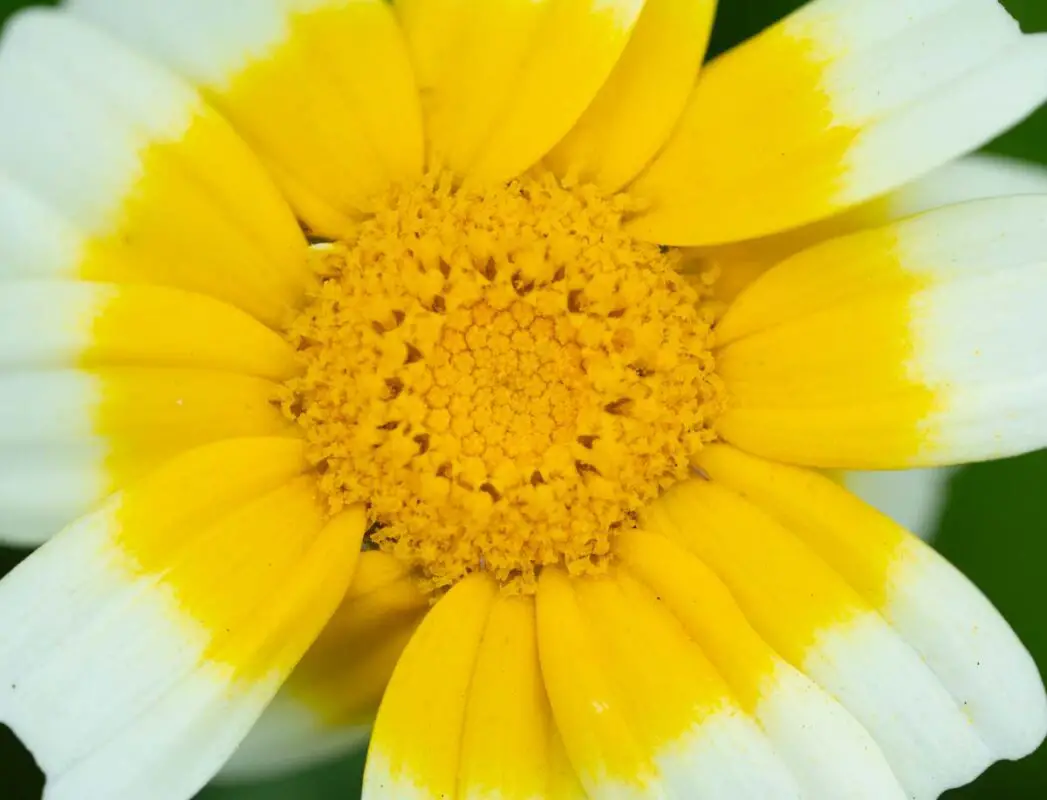 sony 90mm f2.8 macro G OSS sample image of a white and yellow flower close up 1