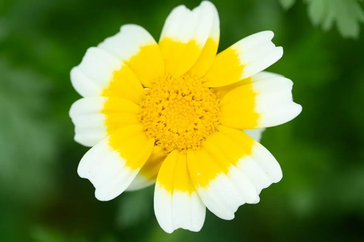 sony 90mm f2.8 macro G OSS sample image of a white and yellow flower