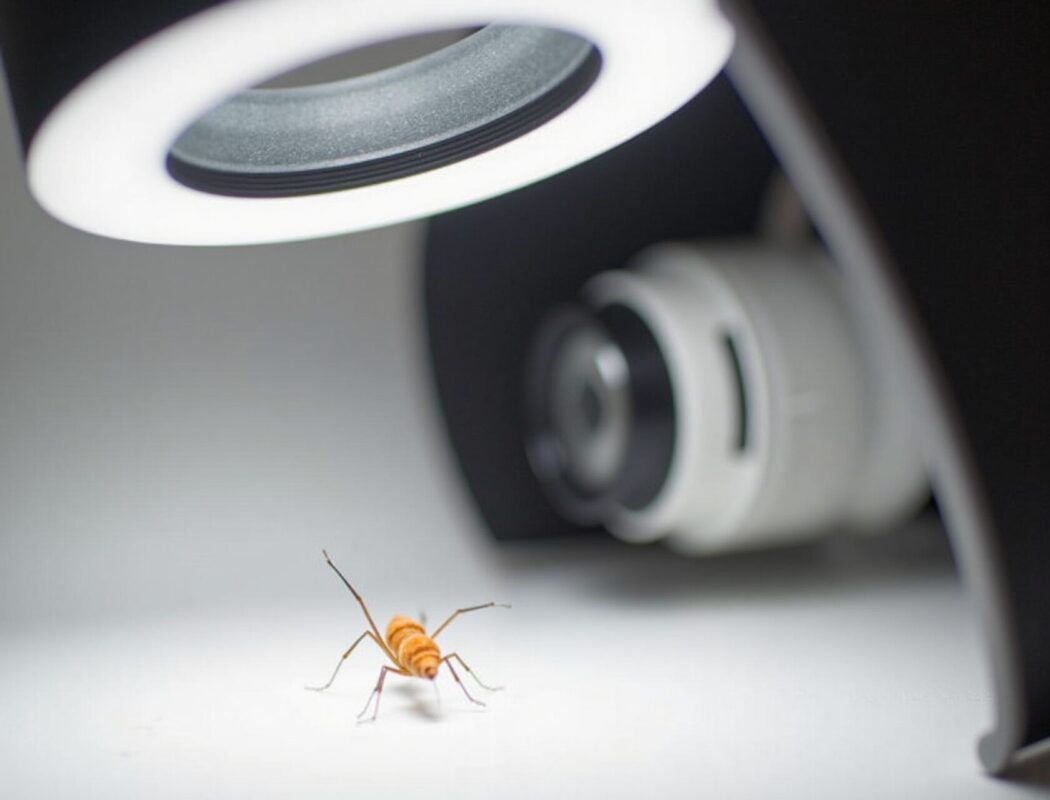 Working Distance Woes: 6 Solutions for Macro Photography Challenges