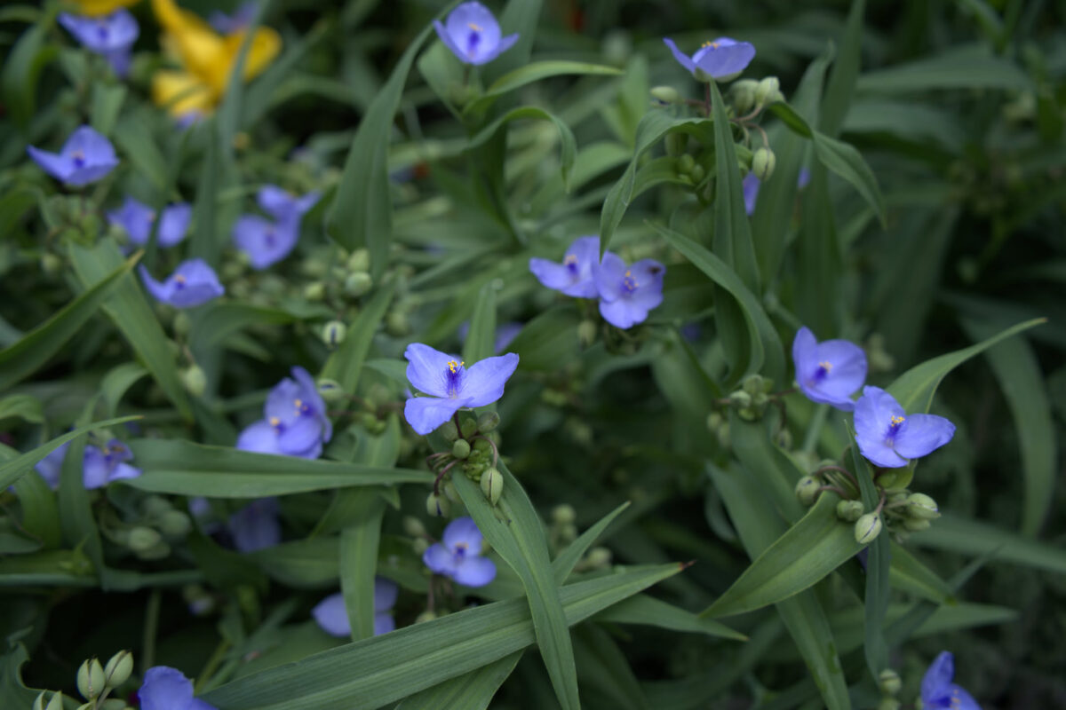 Close-up of blue three-petaled spiderwort (Tradescantia) flowers with narrow green leaves and green buds, with a glimpse of yellow flowers in the upper left corner