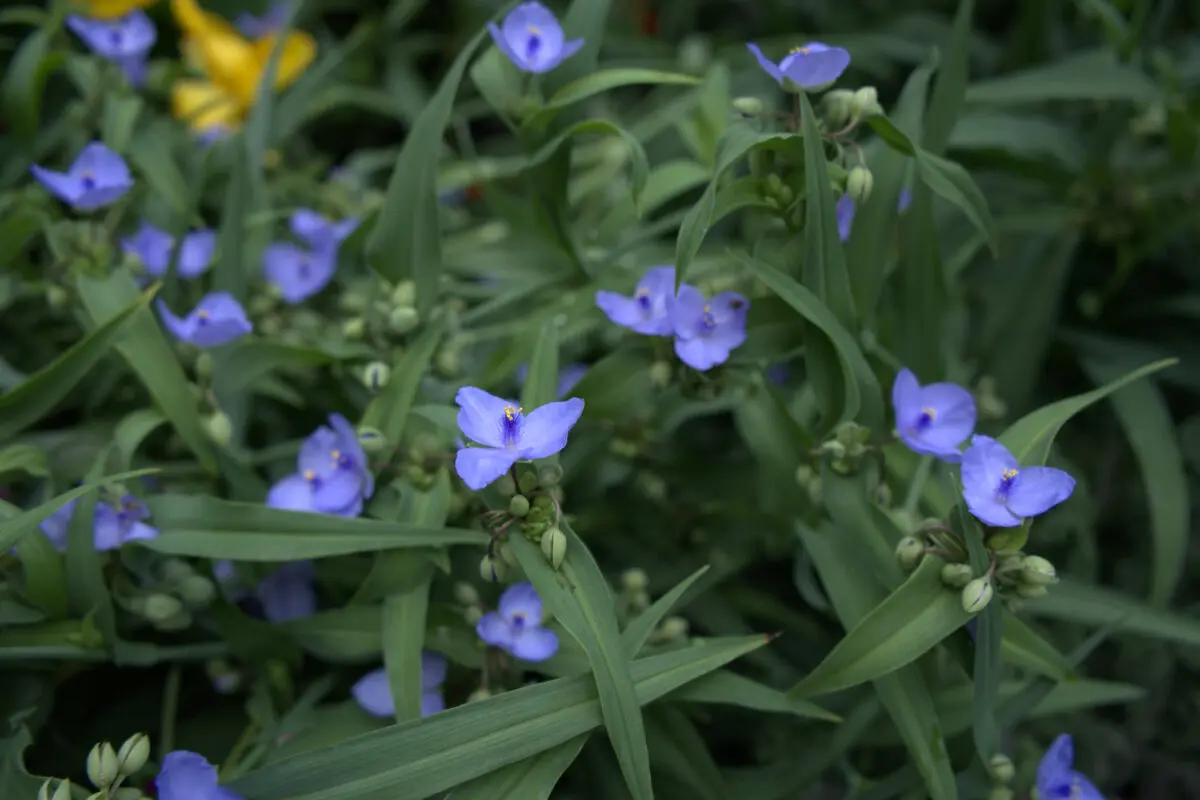 Close-up of blue three-petaled spiderwort (Tradescantia) flowers with narrow green leaves and green buds, with a glimpse of yellow flowers in the upper left corner