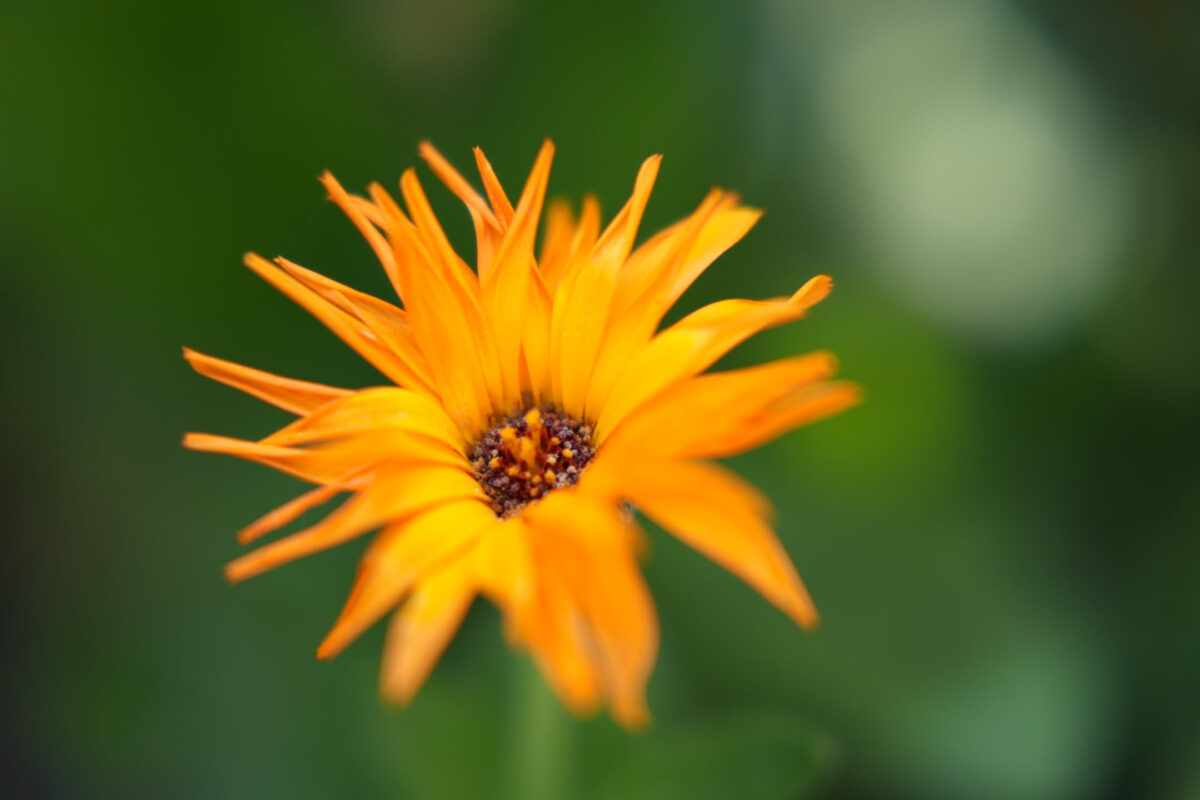 Close-up macro shot of a single vibrant orange flower with slender petals radiating from a dark brown center, set against a soft bokeh green garden background
