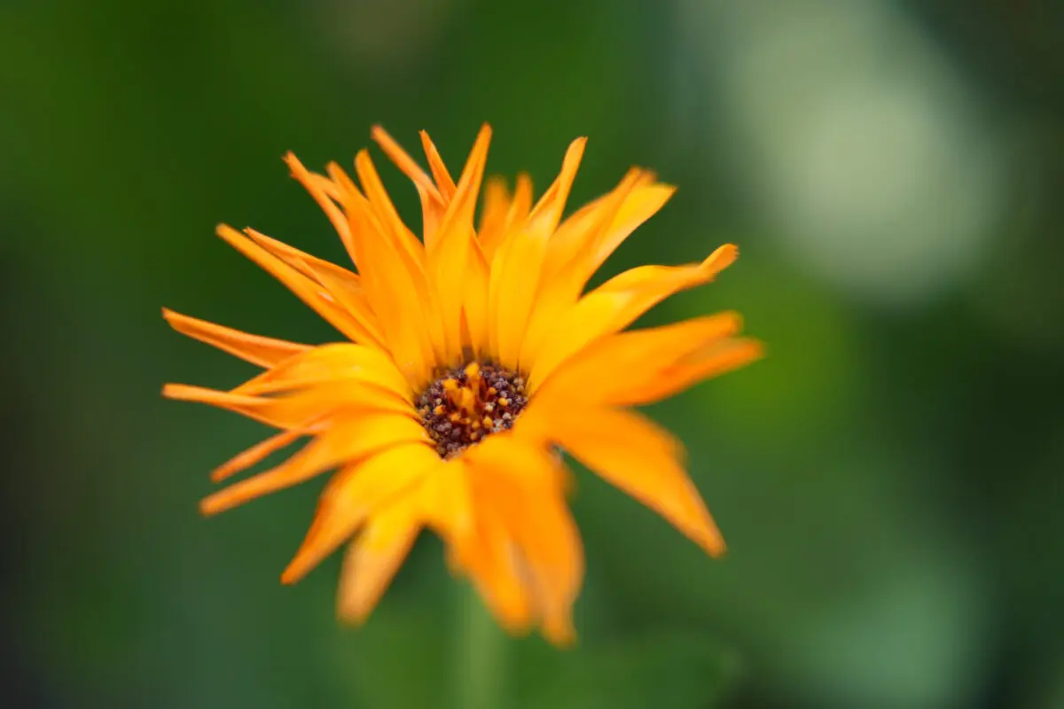 Close-up macro shot of a single vibrant orange flower with slender petals radiating from a dark brown center, set against a soft bokeh green garden background