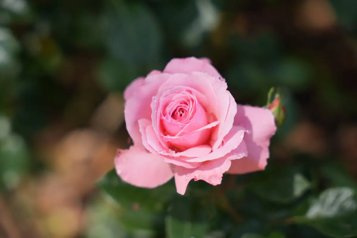 Close-up of a fully open pink rose with water droplets on its petals, a small bud visible to the right, and blurred green foliage in the background