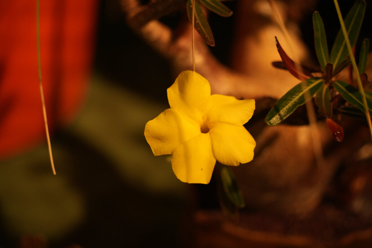 Close-up of a single yellow five-petaled trumpet-shaped flower hanging from a stem, with narrow dark green leaves visible in the background against a blurred warm-toned backdrop