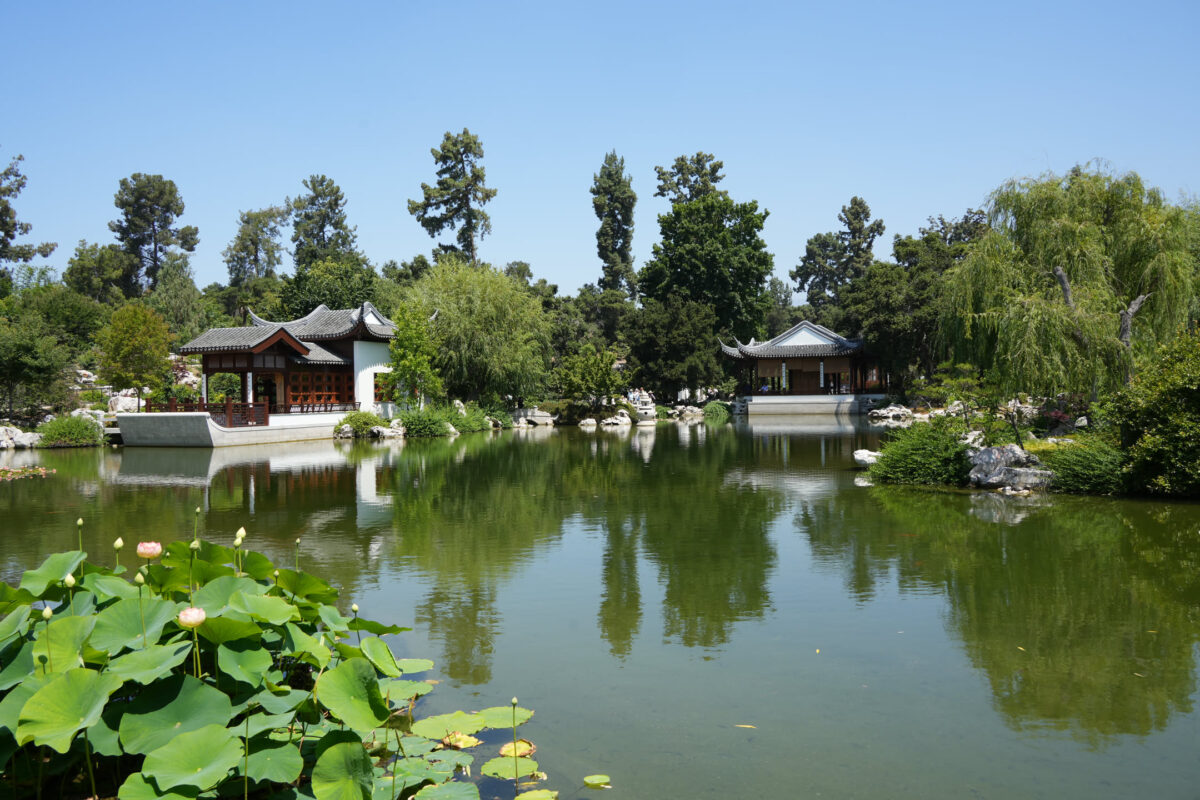 A serene Asian-style garden featuring two white pavilions with curved roofs reflected in a calm pond, surrounded by willow trees, lotus plants in the foreground, and blue sky above