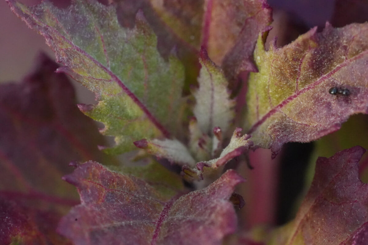 Extreme close-up of a plant with deeply serrated, fuzzy leaves showing purple-red veining and green-yellow centers, with a small insect visible on one leaf