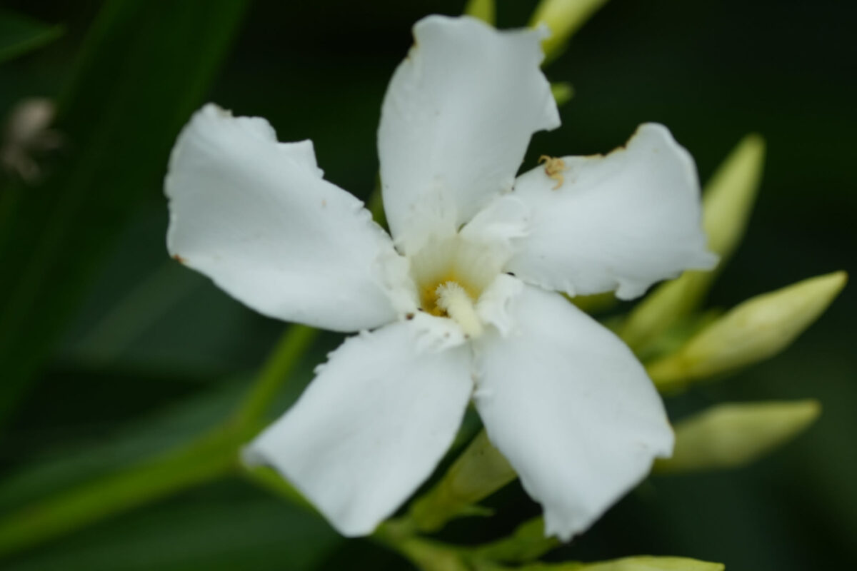 Single white five-petaled oleander flower with yellow center and green buds against a dark green foliage background
