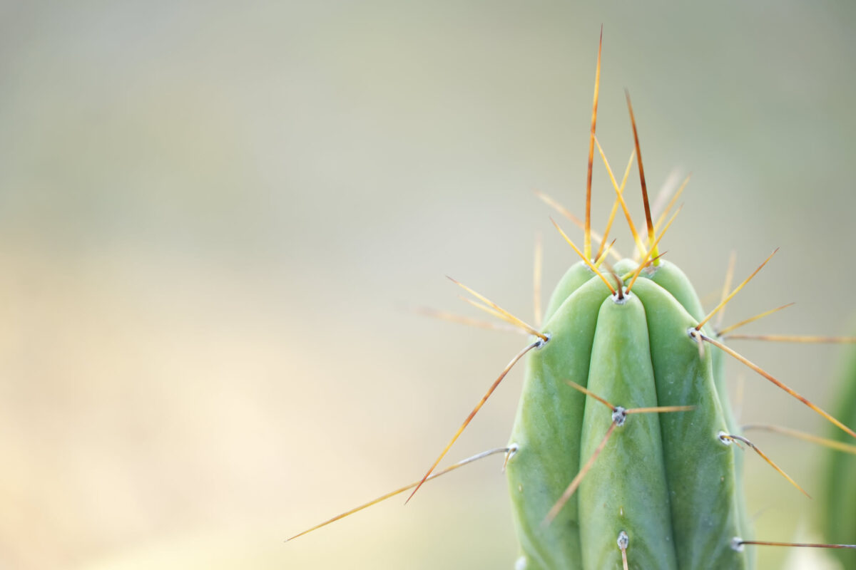 Close-up of a columnar cactus apex with amber and silver spines radiating outward against a soft blurred neutral background