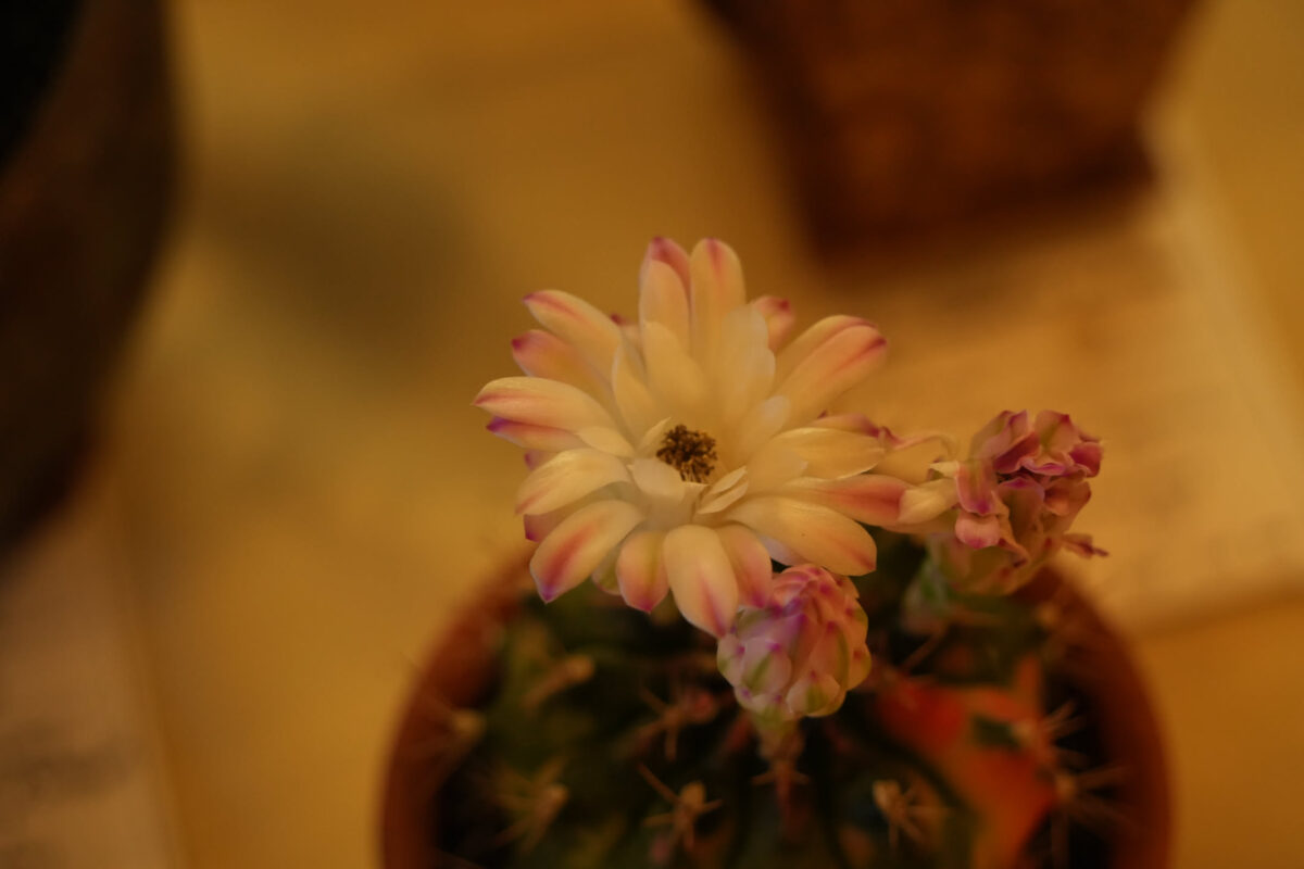 Close-up of a small potted cactus blooming with white and pink-tipped flowers, with additional buds visible, against a blurred warm background