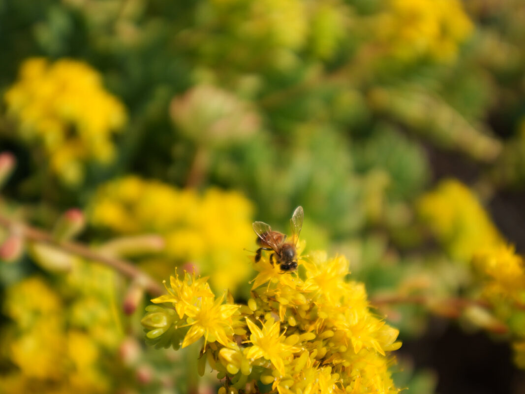 A honeybee perched on a cluster of bright yellow sedum flowers in sharp focus, with a blurred background of more yellow blooms and green foliage