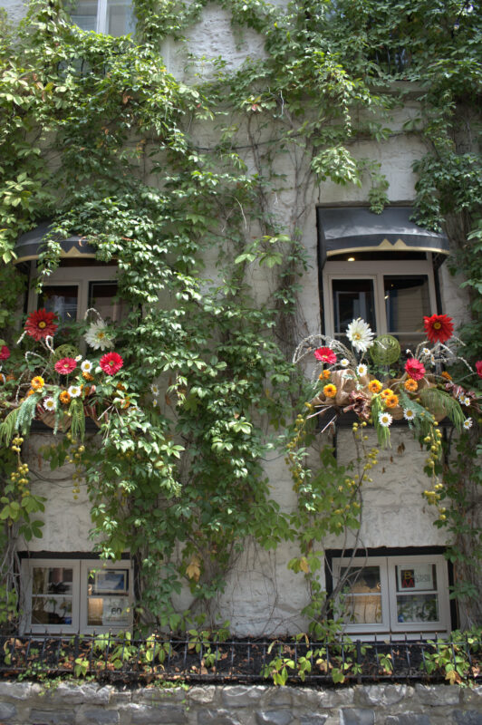 Stone building facade with window boxes filled with red and white flowers, dense climbing vines covering the exterior walls around multiple windows