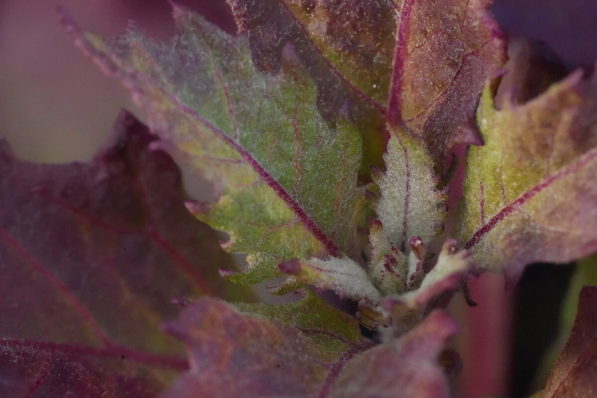 Extreme close-up of a low-growing plant with lobed leaves showing green centers and deep burgundy-purple margins, covered in fine silvery hairs, with tiny stem details visible at the center