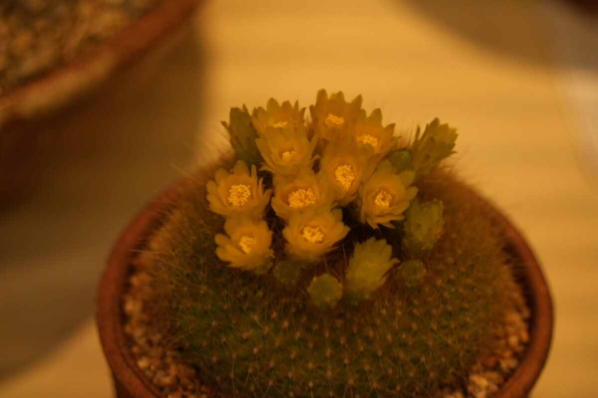 Close-up overhead view of a small round cactus in a terracotta pot, covered in fine white spines and topped with multiple small yellow blooms