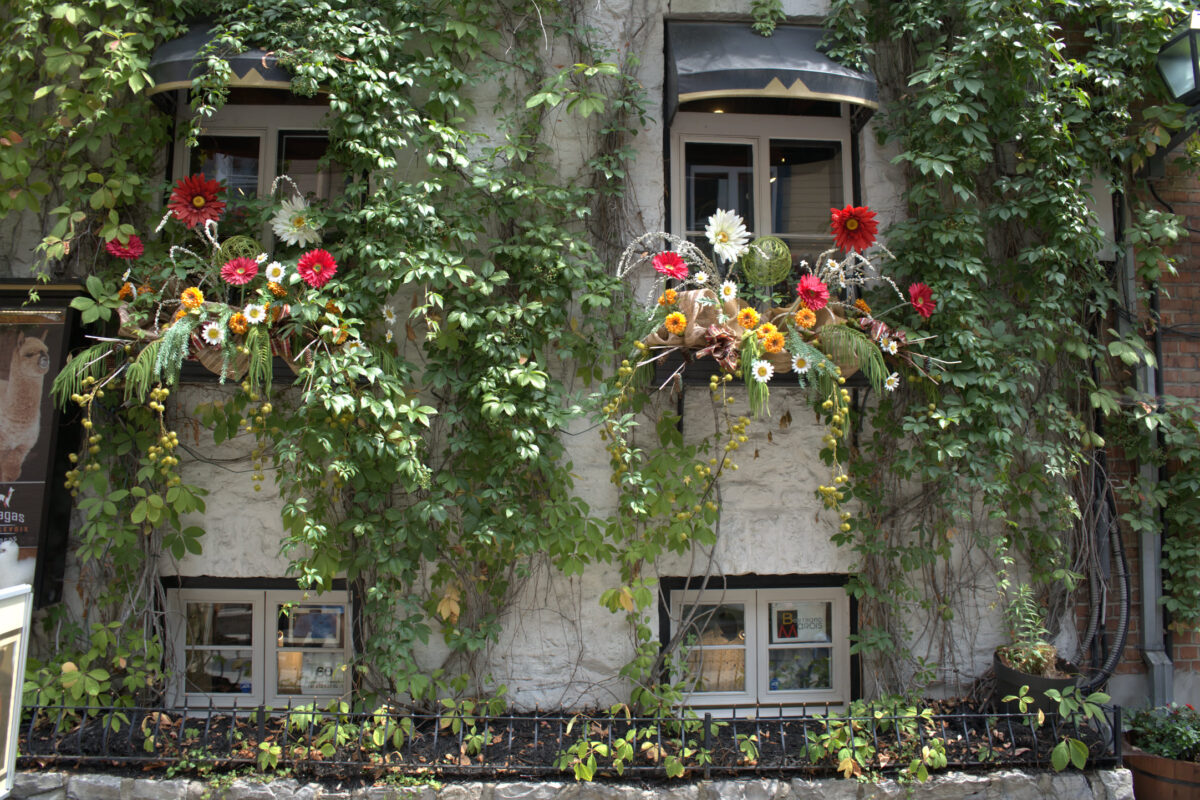 Stone building facade with two windows flanked by window boxes overflowing with red, yellow, and white flowers, covered in dense climbing ivy vines