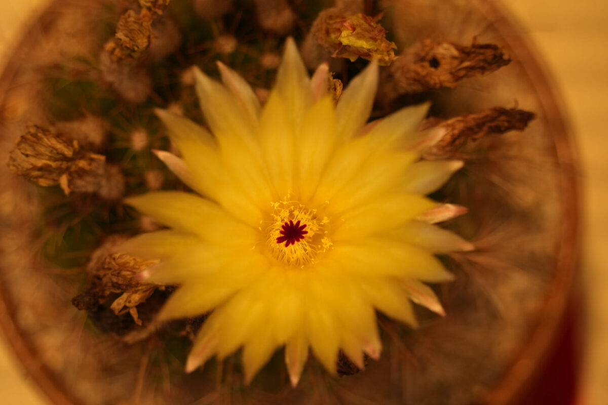 Top-down close-up of a small potted cactus with a large open yellow flower in full bloom at its center, surrounded by dried spent blooms and spines, warm background
