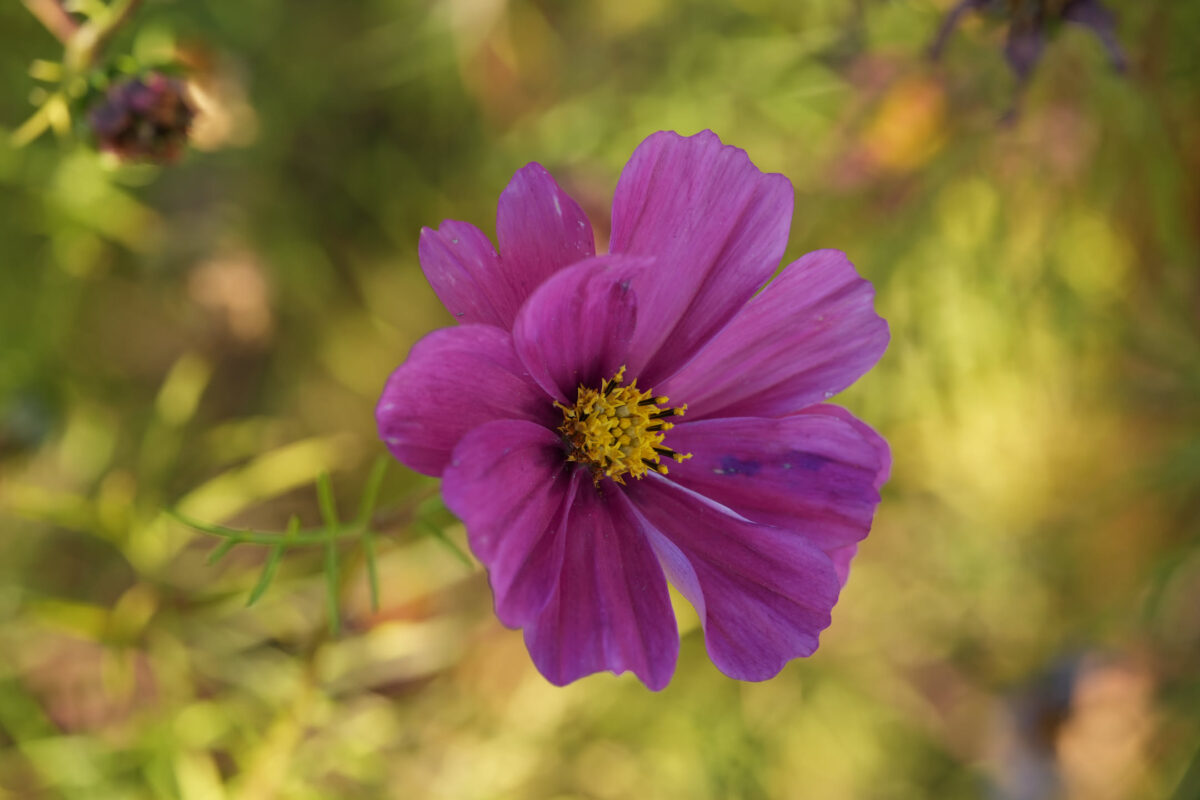 Close-up of a single magenta cosmos flower with a yellow center, shot with shallow depth of field against a soft green bokeh background