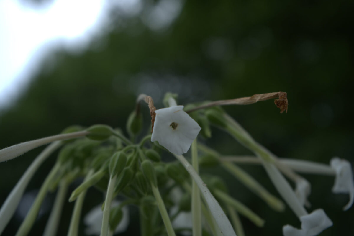 Close-up macro shot of a single small white tubular flower on a multi-stemmed flowering plant with dried brown stamens extending outward, dark green foliage background