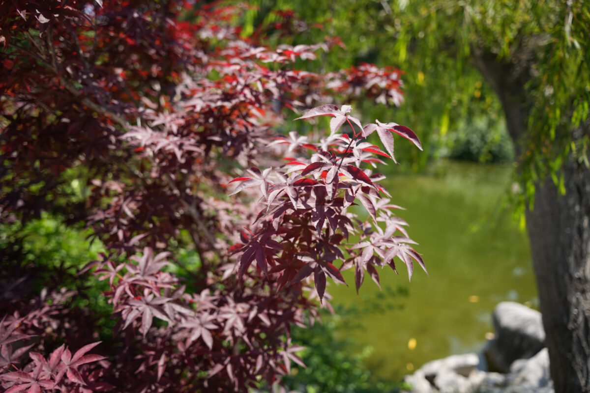 Close-up of red-leafed Japanese maple branches in a garden setting with a pond and willow tree visible in the background