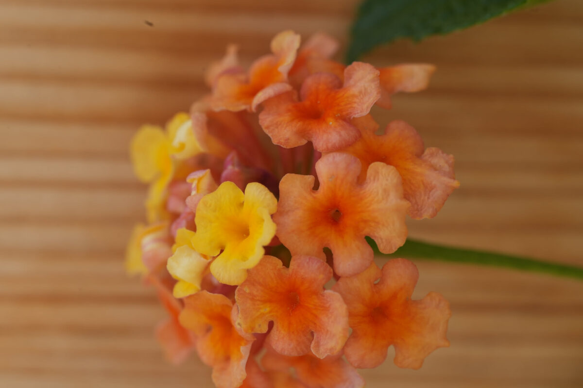 Close-up of a lantana flower cluster with orange and yellow small tubular blooms against a blurred wooden surface background