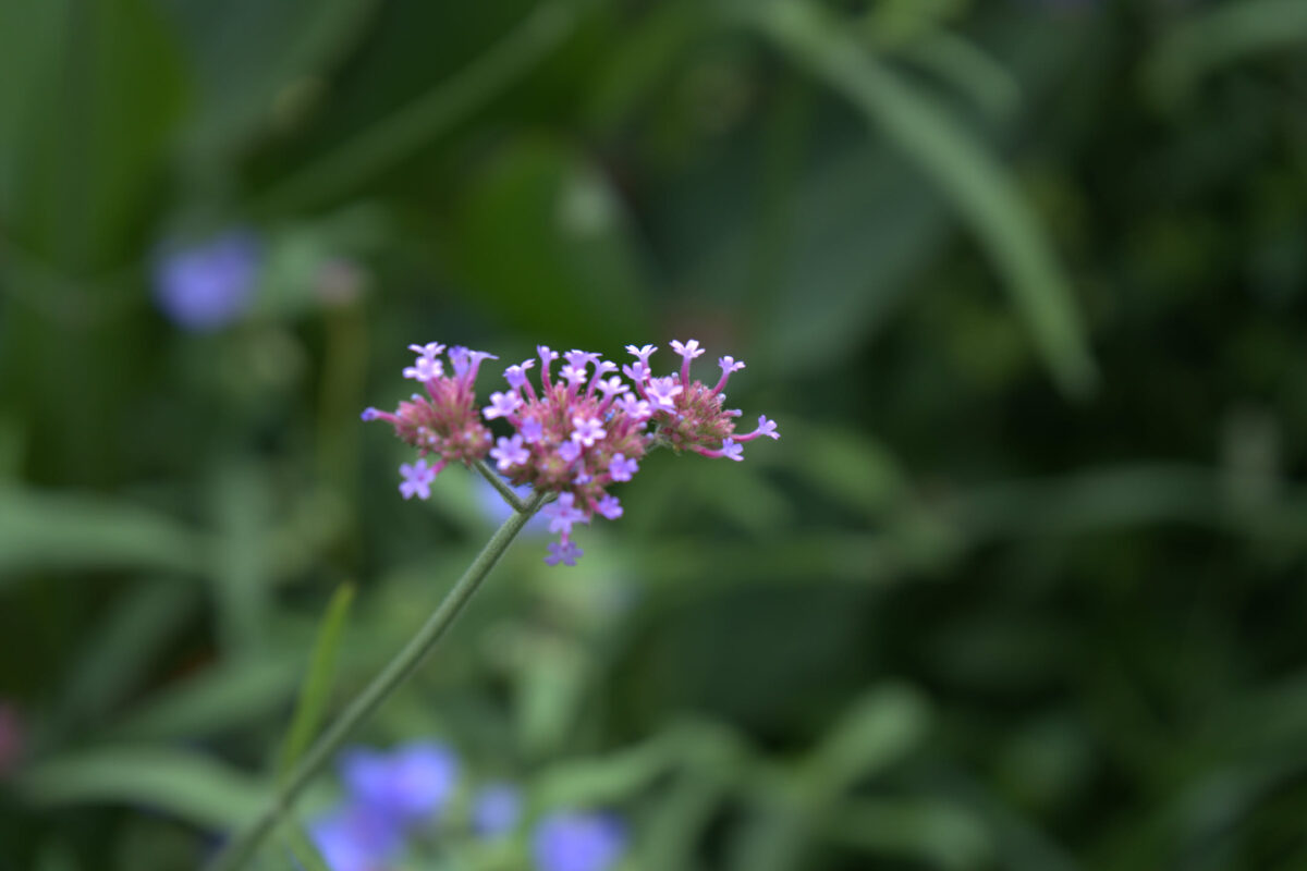 Close-up of a tall-stemmed purple-pink flower cluster, likely Verbena bonariensis, against a blurred green garden background with scattered blue flowers