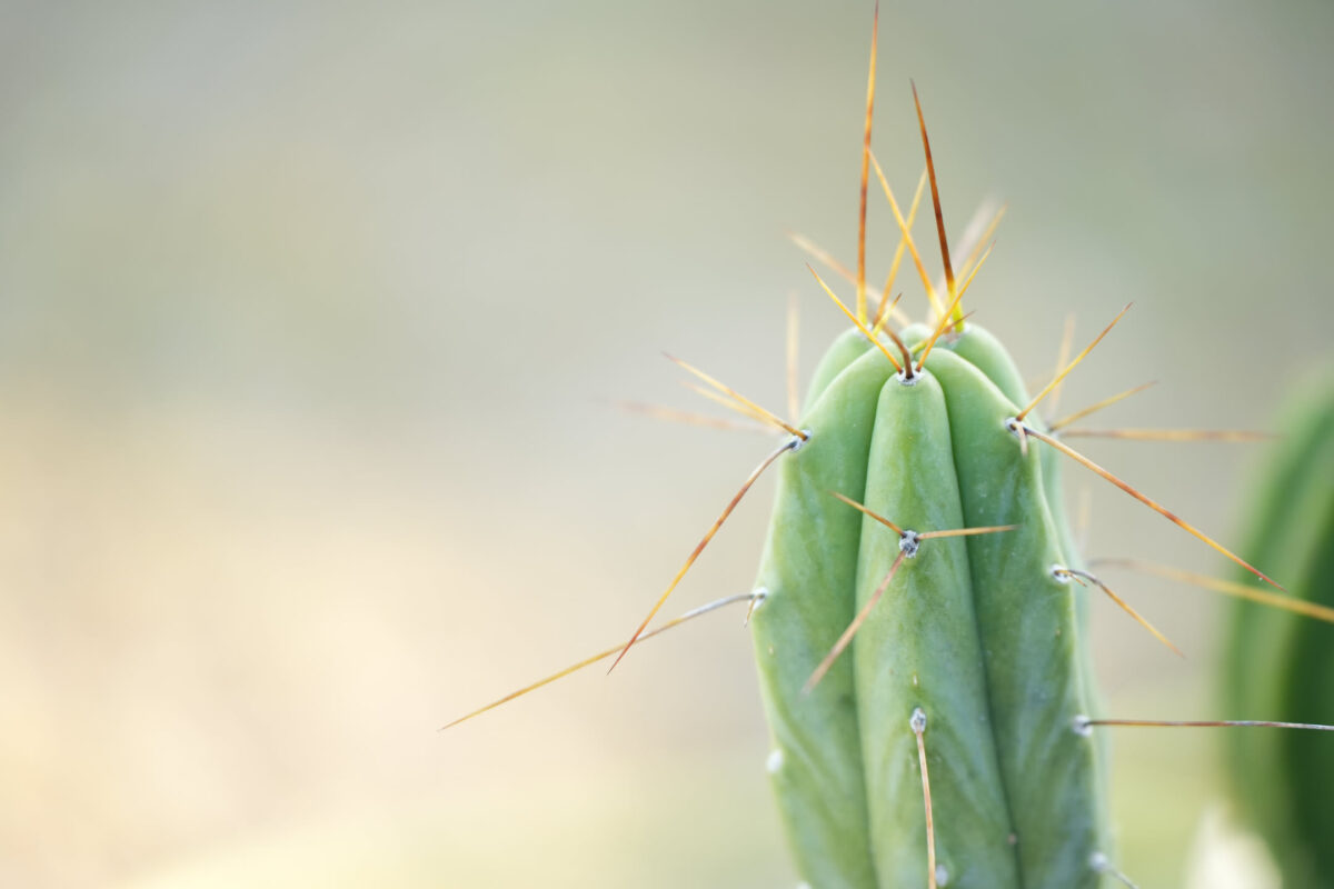Close-up of a ribbed columnar cactus with long golden-brown spines radiating from areoles, soft bokeh background in warm neutral tones
