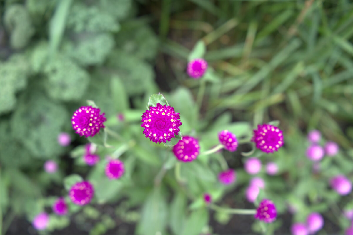 Close-up of multiple small round magenta/purple globe amaranth-type flowers on slender stems against a blurred green foliage background