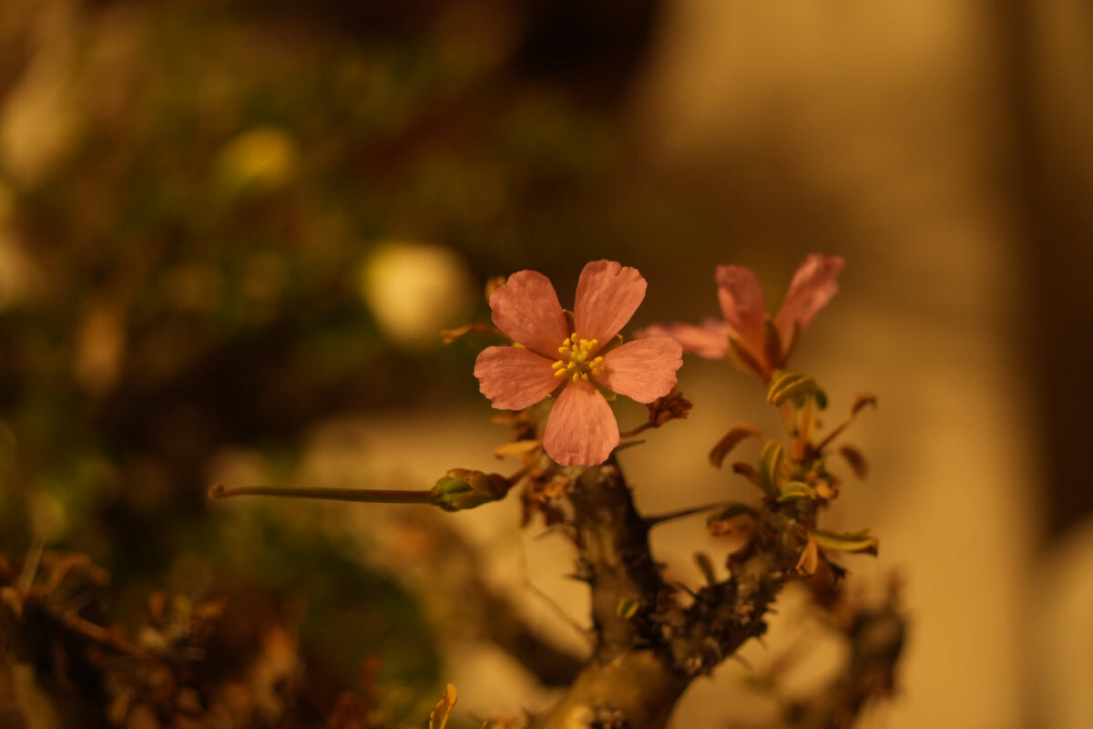 Close-up macro shot of a small pink five-petaled flower with yellow stamens on a woody stem, bokeh background in warm golden tones