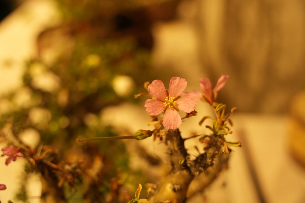 Close-up of a small pink flower blooming on a gnarled woody branch, with a blurred shallow background suggesting a bonsai tree in a pot; the frame is dominated by the single flower rather than showing the full bonsai form