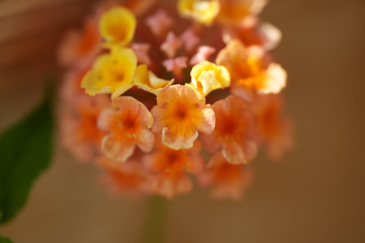 Close-up macro shot of a lantana flower cluster with orange and yellow tiny blooms, shallow depth of field, green leaf visible at lower left, warm bokeh background