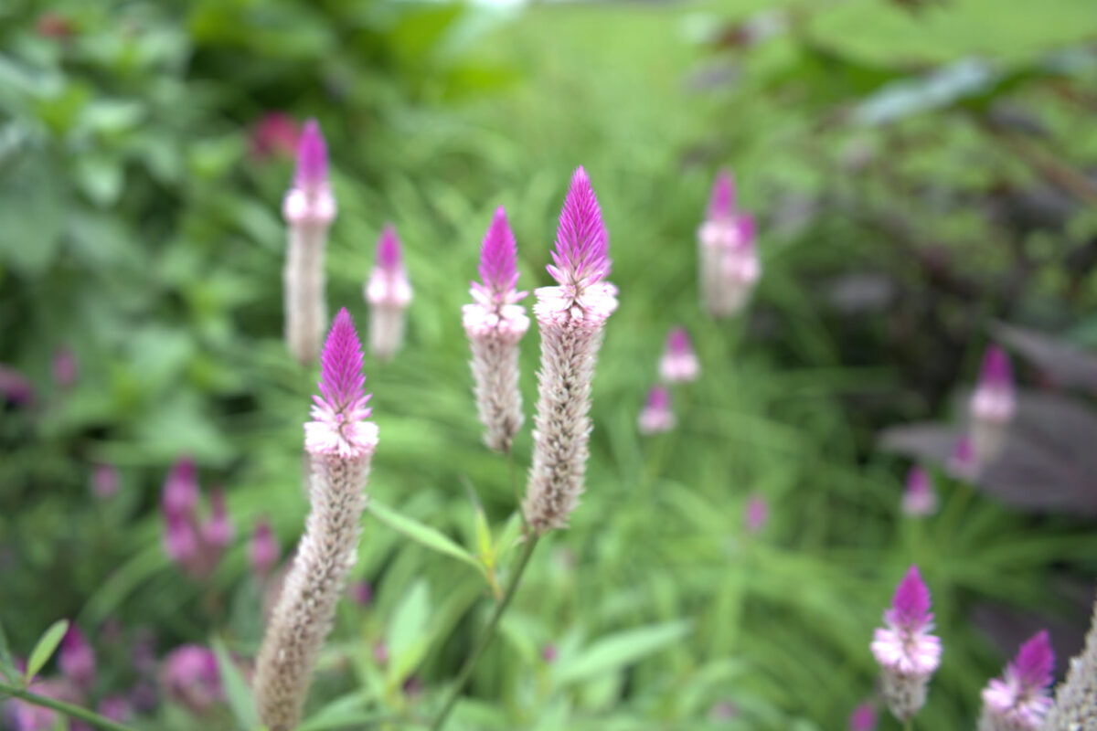 Close-up of tall spike-shaped flowers with white elongated stalks and bright pink pointed tips, likely Celosia or a similar annual, growing in a lush green garden setting