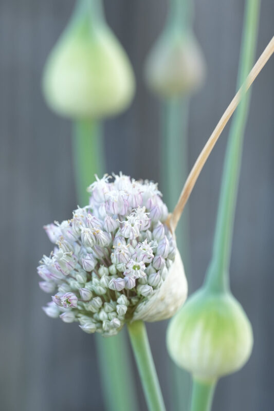 Close-up macro shot of an allium umbel in bloom with tiny white and pale purple florets, surrounded by closed green buds on slender stems against a soft gray background