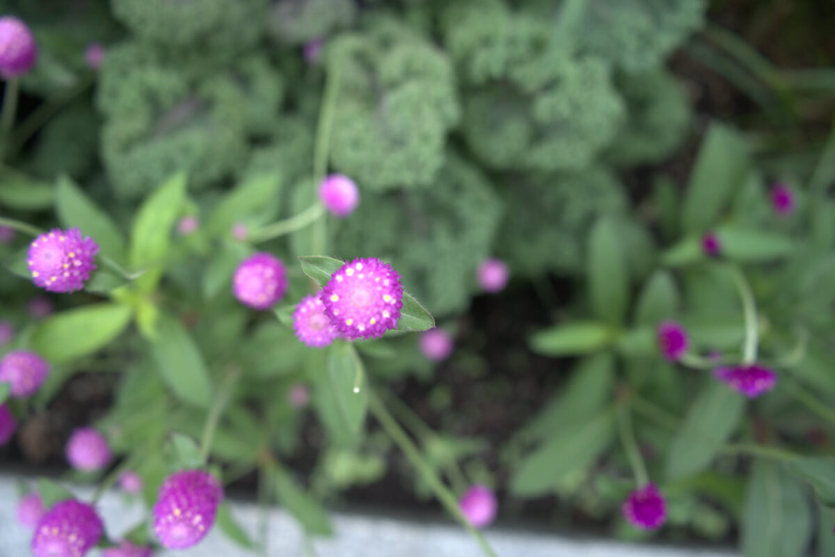 Close-up of pink globe amaranth (Gomphrena) flowers with round magenta blooms and green foliage in a garden bed