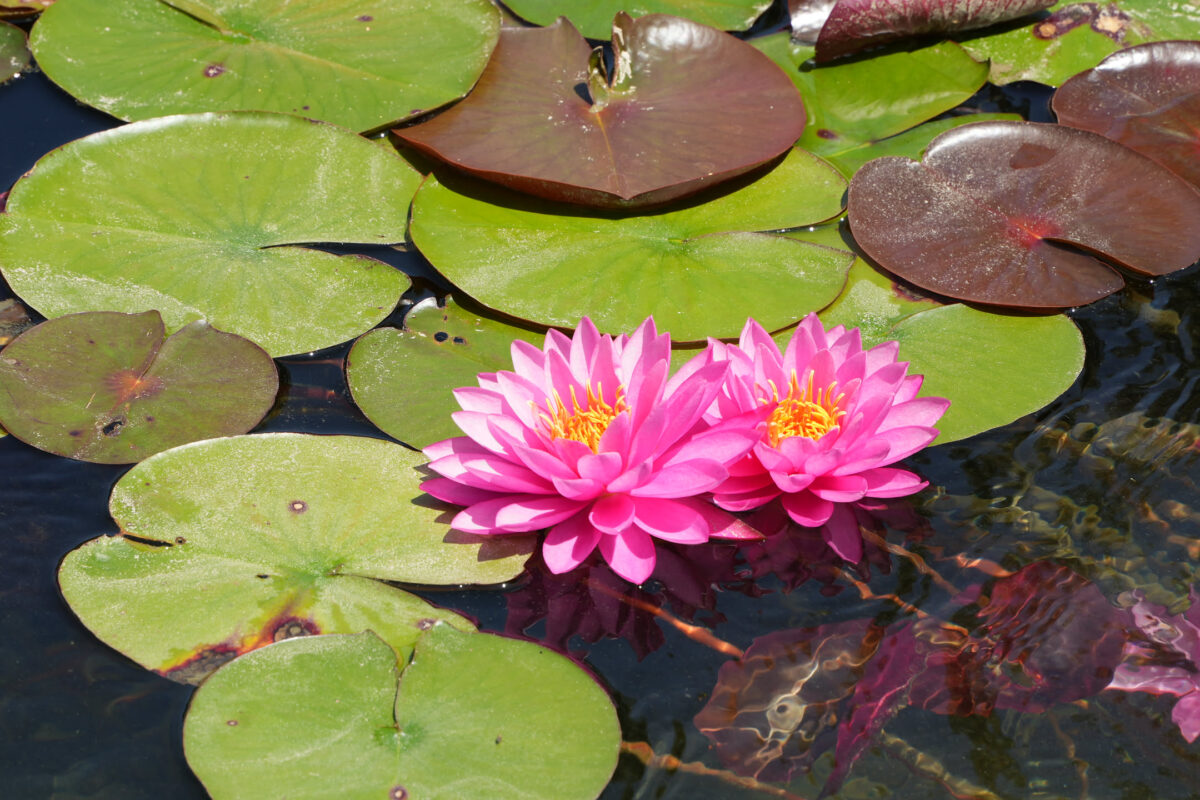 Two bright pink water lily flowers blooming among round green lily pads floating on a garden pond