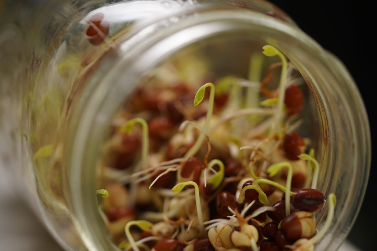 Close-up macro shot looking down into a glass jar filled with red beans and small green sprouts with white roots, shot against a dark background with shallow depth of field