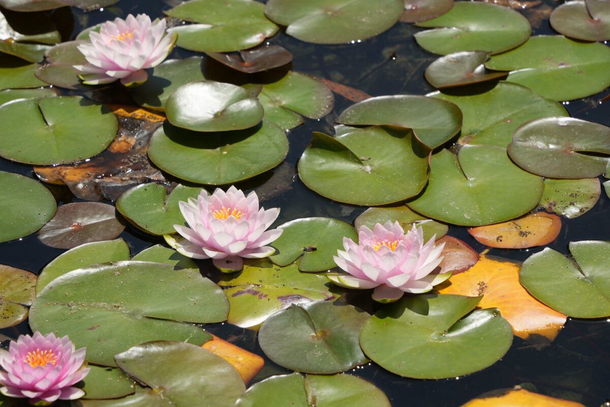 Pink water lily flowers blooming among round green lily pads floating on a still pond surface in bright sunlight